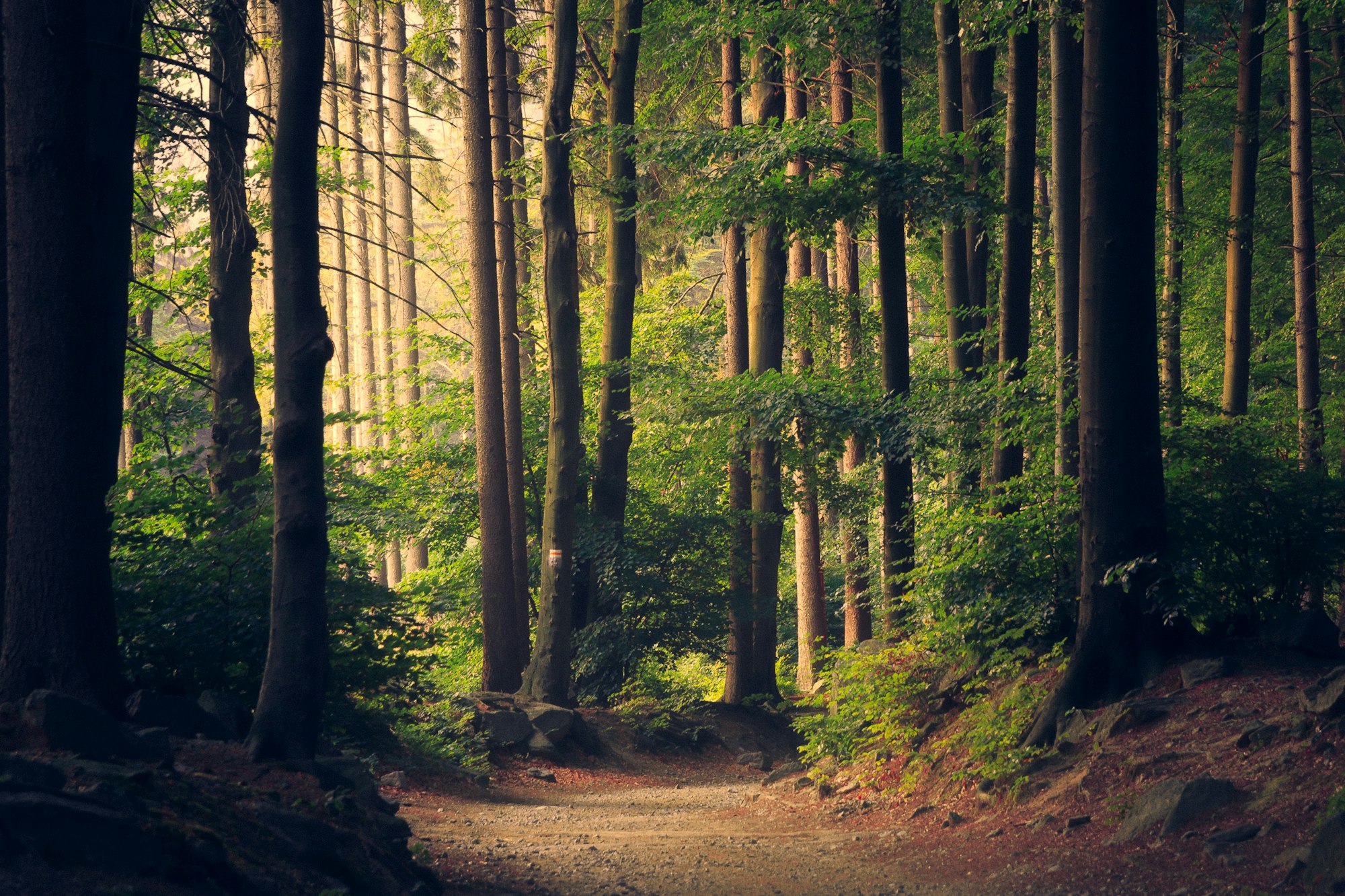 Sentier baigné de lumière dans une forêt