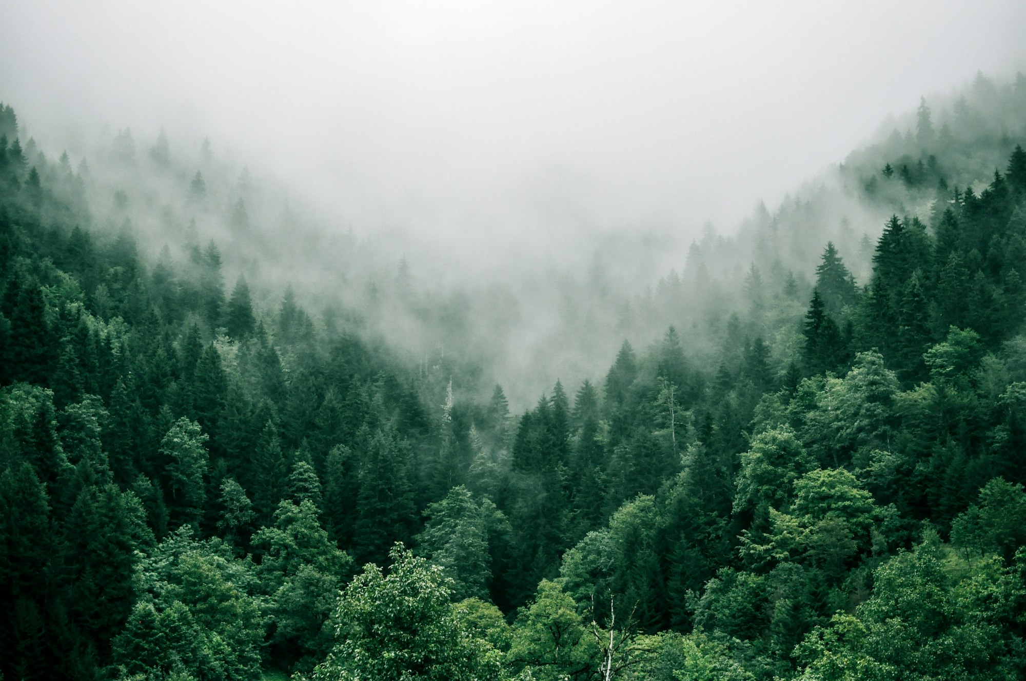 Forêt brumeuse et apaisante